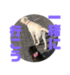 トイプードルとシーズーのMIX犬エマ5（個別スタンプ：34）