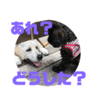 トイプードルとシーズーのMIX犬エマ5（個別スタンプ：36）