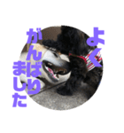 トイプードルとシーズーのMIX犬エマ5（個別スタンプ：37）