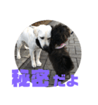 トイプードルとシーズーのMIX犬エマ5（個別スタンプ：38）