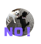 トイプードルとシーズーのMIX犬エマ5（個別スタンプ：39）