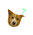 中村家の犬（個別スタンプ：3）