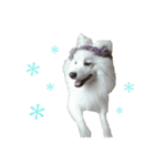 中村家の犬（個別スタンプ：7）