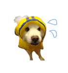 中村家の犬（個別スタンプ：10）