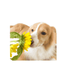 中村家の犬（個別スタンプ：12）