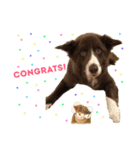 中村家の犬（個別スタンプ：14）