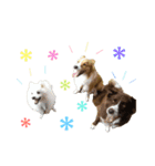 中村家の犬（個別スタンプ：16）