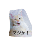 マッコリ（個別スタンプ：6）