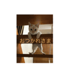 マッコリ（個別スタンプ：24）