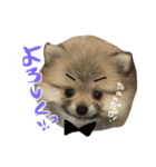 ポメのもこ。（個別スタンプ：3）