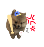 ポメのもこ。（個別スタンプ：5）