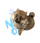 ポメのもこ。（個別スタンプ：8）