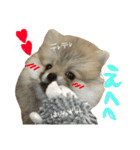 ポメのもこ。（個別スタンプ：9）