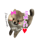 ポメのもこ。（個別スタンプ：10）