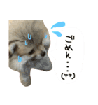 ポメのもこ。（個別スタンプ：11）
