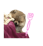 ポメのもこ。（個別スタンプ：18）