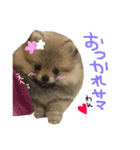 ポメのもこ。（個別スタンプ：19）