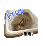 ポメのもこ。（個別スタンプ：21）