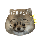 ポメのもこ。（個別スタンプ：22）