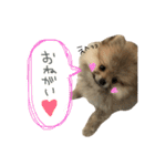 ポメのもこ。（個別スタンプ：25）