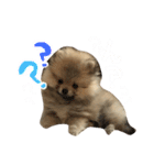 ポメのもこ。（個別スタンプ：28）