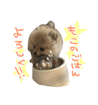 ポメのもこ。（個別スタンプ：32）