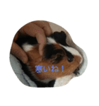 モルモットのモコのスタンプ（個別スタンプ：12）