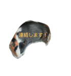 モルモットのモコのスタンプ（個別スタンプ：15）