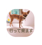 すみれのチワワスタンプ③（個別スタンプ：3）