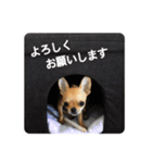 すみれのチワワスタンプ③（個別スタンプ：6）