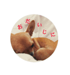 すみれのチワワスタンプ③（個別スタンプ：7）