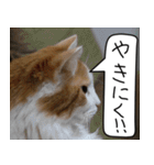 猫とお食事（個別スタンプ：1）