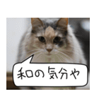 猫とお食事（個別スタンプ：4）