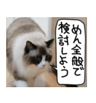 猫とお食事（個別スタンプ：8）