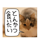 猫とお食事（個別スタンプ：11）