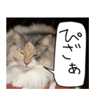 猫とお食事（個別スタンプ：14）