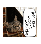 猫とお食事（個別スタンプ：24）