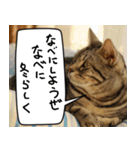 猫とお食事（個別スタンプ：26）