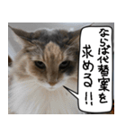 猫とお食事（個別スタンプ：34）