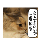 猫とお食事（個別スタンプ：36）