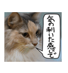 猫とお食事（個別スタンプ：37）