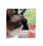 気まぐれ★チャコさま（個別スタンプ：4）