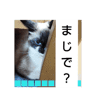 気まぐれ★チャコさま（個別スタンプ：13）