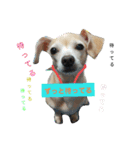 かわいいミックス犬スタンプ 「日常」（個別スタンプ：1）