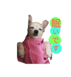 かわいいミックス犬スタンプ 「日常」（個別スタンプ：4）