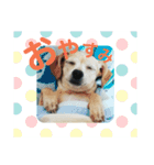 かわいいミックス犬スタンプ 「日常」（個別スタンプ：7）