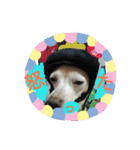 かわいいミックス犬スタンプ 「日常」（個別スタンプ：8）