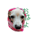 かわいいミックス犬スタンプ 「日常」（個別スタンプ：10）