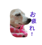 かわいいミックス犬スタンプ 「日常」（個別スタンプ：11）