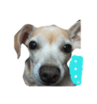 かわいいミックス犬スタンプ 「日常」（個別スタンプ：12）